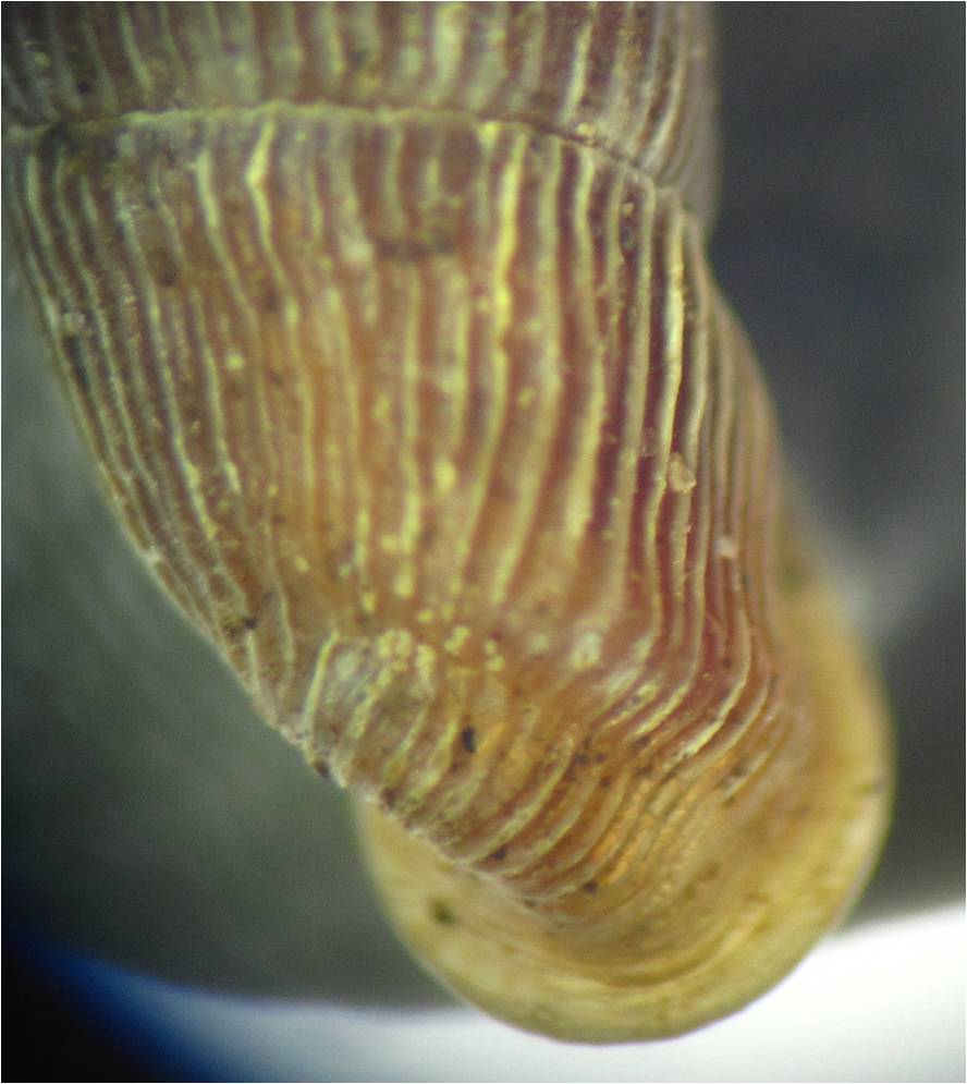 clausiliidae 3